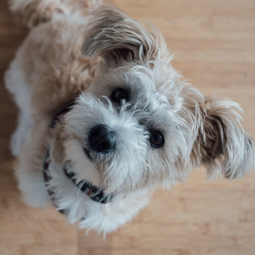 Der Agenturhund Ginny schaut erwartungsvoll nach oben.